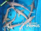 Albino Sterlet A. ruthenus albino - Größe 25-30 cm