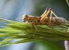 Futterinsekten Heuschrecken Heimchen Mehlwürmer usw.