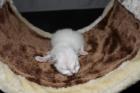 Heilige Birmakitten suchen liebevolle Dosenöffner