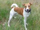Jackrussel-Basengi-Mix such neues zu Hause