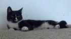Total verschmuste Katze abzugeben.
