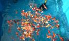 Japan - Euro - Koi - Teich - Futter