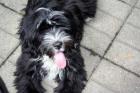 Tibet Terrier Welpen geb. am 24. 03. 2022 1 Rüden und 1 Hündinnen
