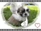 Wir haben nur noch ein niedlichen shih tzu rüden abzugeben