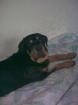 Rottweiler Rüde 8 monate. 23. 05. 12