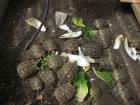 Griechische Landschildkröten THH NZ 08 - 11 in gute Hände abzugeben