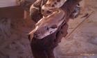 Boa Constrictor 1. 0 mit allem drum und dran abzugeben