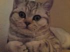 BKH Katze
