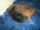 Sharpei Welpen Rüden