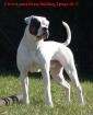 American Bulldog Deckrüde ausgewertet HD ED OCD frei