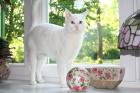 Türkisch Van Katze