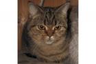 Glatthaarige Selkirk Rex TYP BKH