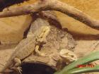 3 Bartagamen mit XXL-Terrarium 350 Euro VB