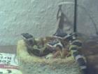 Leopardgecko Nachzucht 01. und 02. 2022 abzugeben