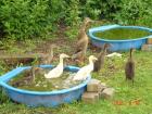 Indische Laufenten Schneckenenten