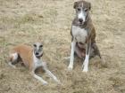 Nienhagen bei Celle Hundetreff