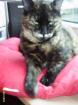 Katze entlaufen in LU-Mundenheim Nähe Zedtwitzpark