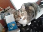 Grau-getigerter Kater seit 08. 05. 2022 in 61231 Bad Nauheim vermisst