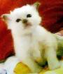 Heilige Birma Babys suchen neues liebevolles Heim