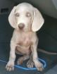 Weimaraner Welpen mit Stammbaum kinderliebe Familienhunde