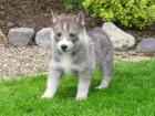 Sie sind da 6 Süße Huskywelpen