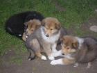 LanghaarColliewelpen in sable und Tricolour