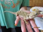 Zwergbartagamenweibchen pogona henrylawsoni