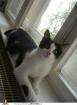Flocke sucht ein neues zuhause