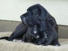 Noch 2 sehr schöne kräftige lackschwarze Deutsche Doggen Welpen zu verkaufen