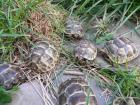 Maurische Landschildkröten NZ 2022