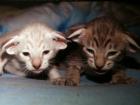 Süße sehr menschenbezogene Siam und Orientalisch Kurzhaar Kitten