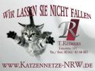 Katzennetz