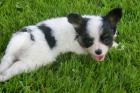 2 Süße Papillon Mädels suchen Liebevolles Zuhause ab 21. 07. 2022