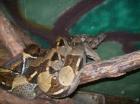 1 Paar Boa Constrictor Mix 09. 2022
