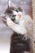 Sieben kräftige Maine Coon Kitten .