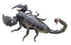 Kaiser Scorpion ca. 6 Monate alt mit Terrarium
