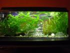 Großes 300-Liter-Aquarium inkl. neuer Pumpe für 120 Euro VB