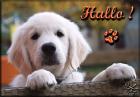 4 traumhafte Golden Retriever Buben suchen noch eine liebevolle Familie