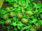 Griechische Landschildkröten Babys 2022 aus Hobbyzucht