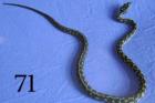 4. 4 Dschungelteppichpython Morelia Spilota Cheynei für 150 Euro