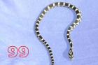 Kornnattern Pantherophis Guttatus Classic und Black Albino ab 15 Euro