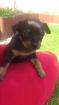 Zwergpinscher Welpen