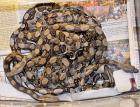 Mischlings-Boas Hobbynachzucht vom 12. 07. 2022 0. 0. 19 Tiere