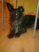 Hündin Zwergschnauzer-West Highland Terrier Mix sucht Tierliebes neues zu Hause