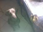 Weimaraner Welpe Rüde in Ausbildung