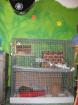 Verkaufe 2 Ratten ink. Transportbox Stall und Inhalt