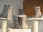 6x reinrassige BKH Kater suchen neuen Wirkungskreis