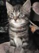 5 zauberhafte Katzen 7Wochen alt suchen liebevolle Menschen