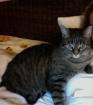 Liebenswerte verschmuste Katze sucht neues ruhiges Zuhause