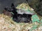 Lilac Tan Black Tan Babies abzugeben